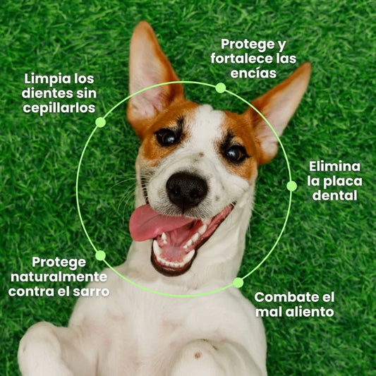 Complemento Aliento, Dientes y Encías